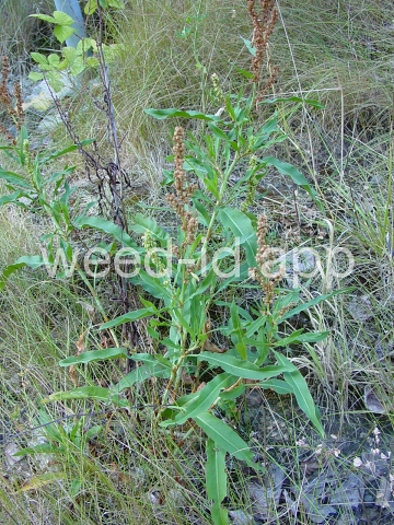 dock, willow leaved